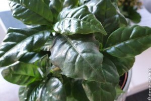 Így gondozd a kávécserjét, hogy gyönyörű legyen!