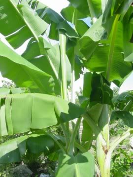 A banán termesztése