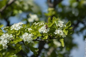 Kortyoljunk galagonya teát szívünk egészségéért