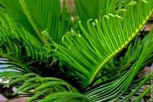 Hogyan neveljük a cikászt (Cycas circinalis)?