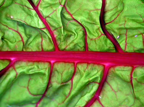 Krizantém: ha ezekre figyelsz, tele lesz virággal