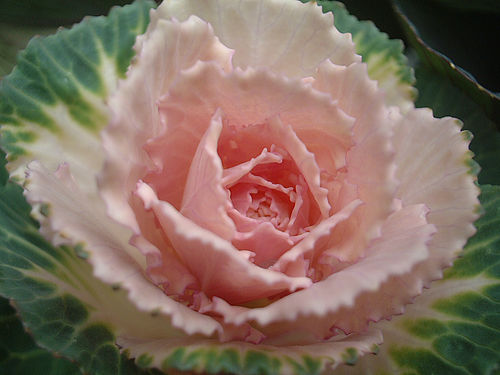 Krizantém: ha ezekre figyelsz, tele lesz virággal