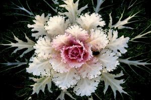 Káposztát virágnak? Próbáljuk ki!