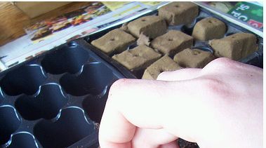 Krizantém: ha ezekre figyelsz, tele lesz virággal