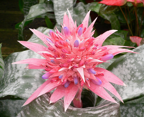 Krizantém: ha ezekre figyelsz, tele lesz virággal