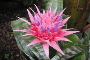 Csíkolt lándzsásrózsa (Aechmea fasciata)