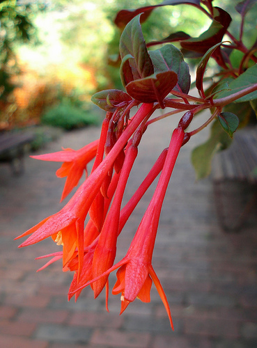 A fukszia története és gondozása