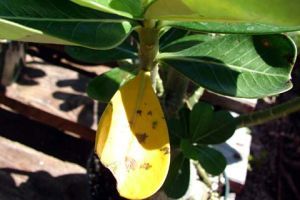 Segítség! Sárgul a növényem!