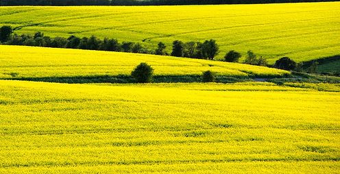 Az Év biotermékei - A füstölt parenyica sajt a nyerő