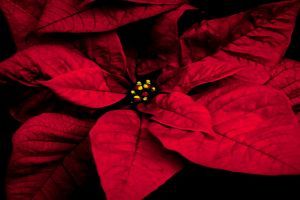 Karácsonyi dekoráció házilag! - Adventi koszorú 20 perc alatt