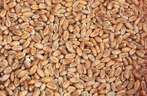 Krizantém: ha ezekre figyelsz, tele lesz virággal