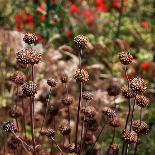 Krizantém: ha ezekre figyelsz, tele lesz virággal