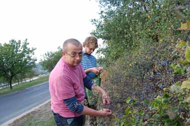 Krizantém: ha ezekre figyelsz, tele lesz virággal