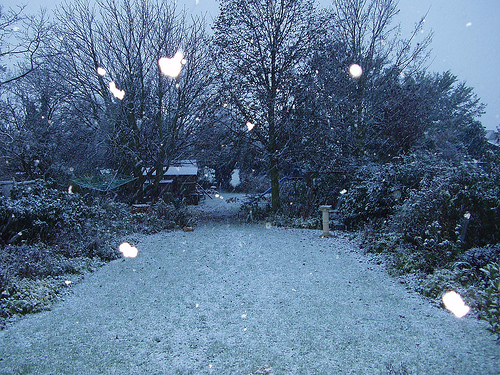 Krizantém: ha ezekre figyelsz, tele lesz virággal