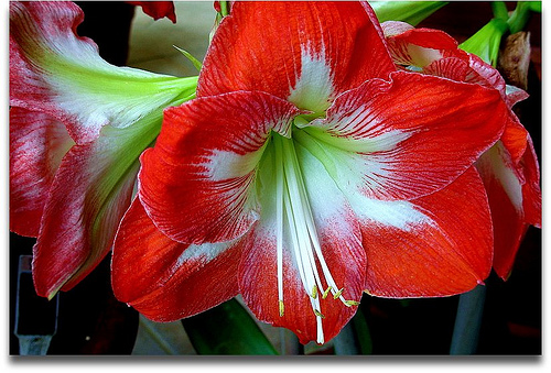 Az amarillis (Hippeastrum ssp.)