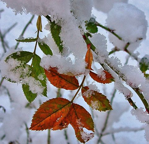 Krizantém: ha ezekre figyelsz, tele lesz virággal