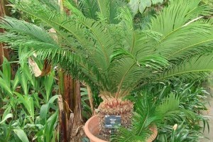 Így teleltesd a cikászpálmát, hogy biztosan túlélje a telet