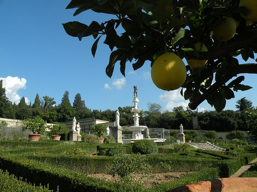 300 éves citrusfák