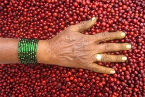 Mi az a gumicukorfa (Ziziphus jujuba)?