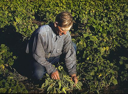 Krizantém: ha ezekre figyelsz, tele lesz virággal