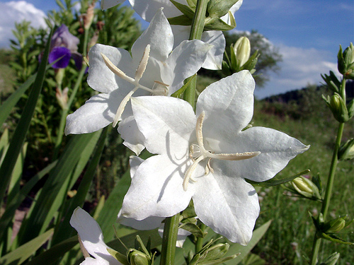 Krizantém: ha ezekre figyelsz, tele lesz virággal