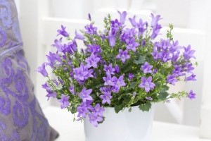 Hónapokig virít a harangvirág