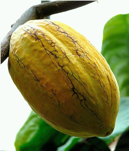 Krizantém: ha ezekre figyelsz, tele lesz virággal