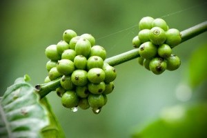 Red Bull a természetből - élénkítő növények