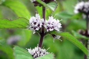 Mit érdemes tudni róluk?- mustár, menta, metélőhagyma