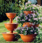 Krizantém: ha ezekre figyelsz, tele lesz virággal