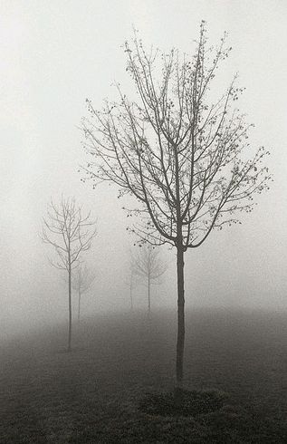 Krizantém: ha ezekre figyelsz, tele lesz virággal