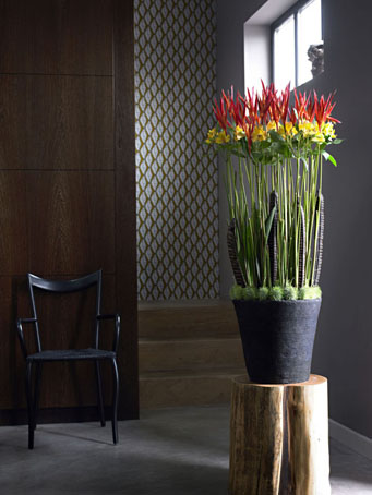 Krizantém: ha ezekre figyelsz, tele lesz virággal