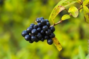 Varjútövis: egy elfeledett gyógynövény emésztési problémákra