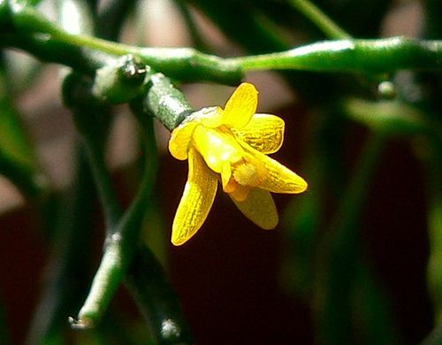 Krizantém: ha ezekre figyelsz, tele lesz virággal