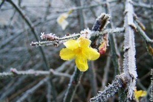 Mutatjuk a legszebb téli virágokat