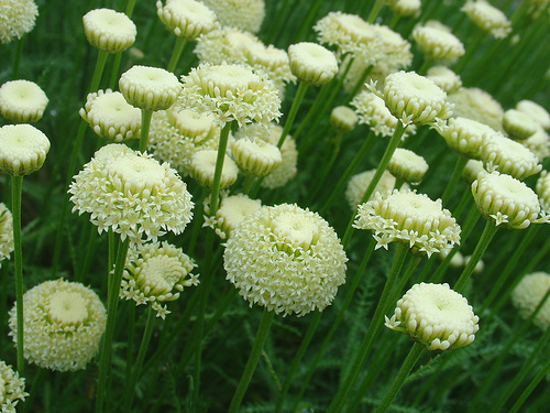 Krizantém: ha ezekre figyelsz, tele lesz virággal