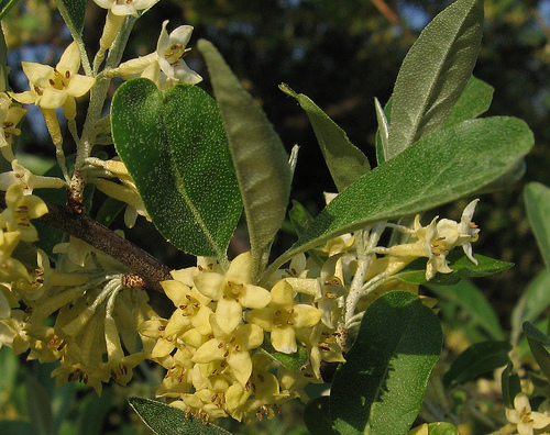 Krizantém: ha ezekre figyelsz, tele lesz virággal