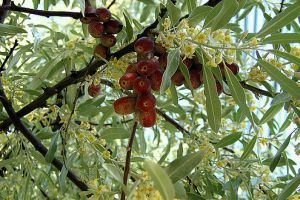 Készítsünk ezüstfa - likőrt!