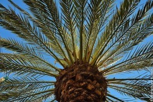 A datolyapálma (Phoenix canariensis)