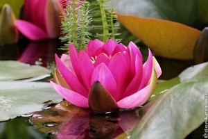 Hogyan építsünk fürdőkádból kerti tavat?