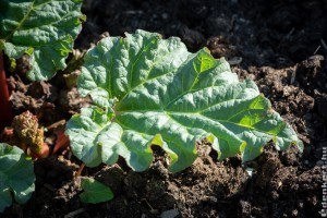 Májusig tart a rebarbaraszezon