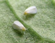 Krizantém: ha ezekre figyelsz, tele lesz virággal