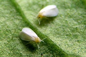 Liszteske, avagy az üvegházi molytetű