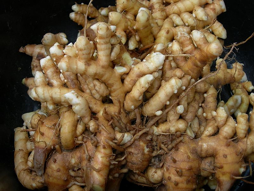 Krizantém: ha ezekre figyelsz, tele lesz virággal