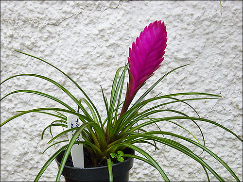 Tillandsia (Tillandsia cyanea)