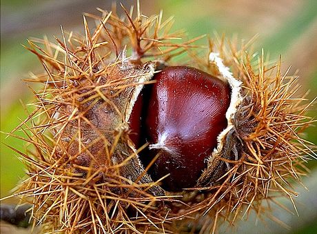 Krizantém: ha ezekre figyelsz, tele lesz virággal