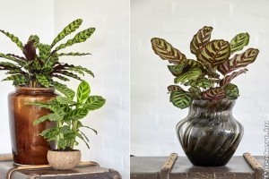 Zebralevél (Calathea) - kényes szépségek a dzsungelből