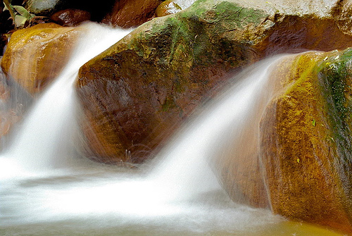 Krizantém: ha ezekre figyelsz, tele lesz virággal