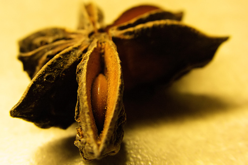 Krizantém: ha ezekre figyelsz, tele lesz virággal