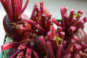 Miért jó a fájó gyomrunknak a céklalé?